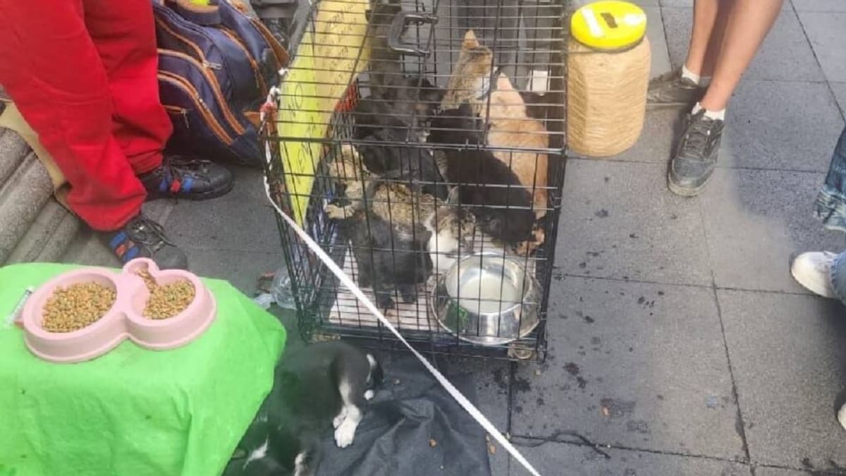 Video: Rescatan a perros y gatos que eran cambiados por "donaciones" en Cuauhtémoc, CDMX