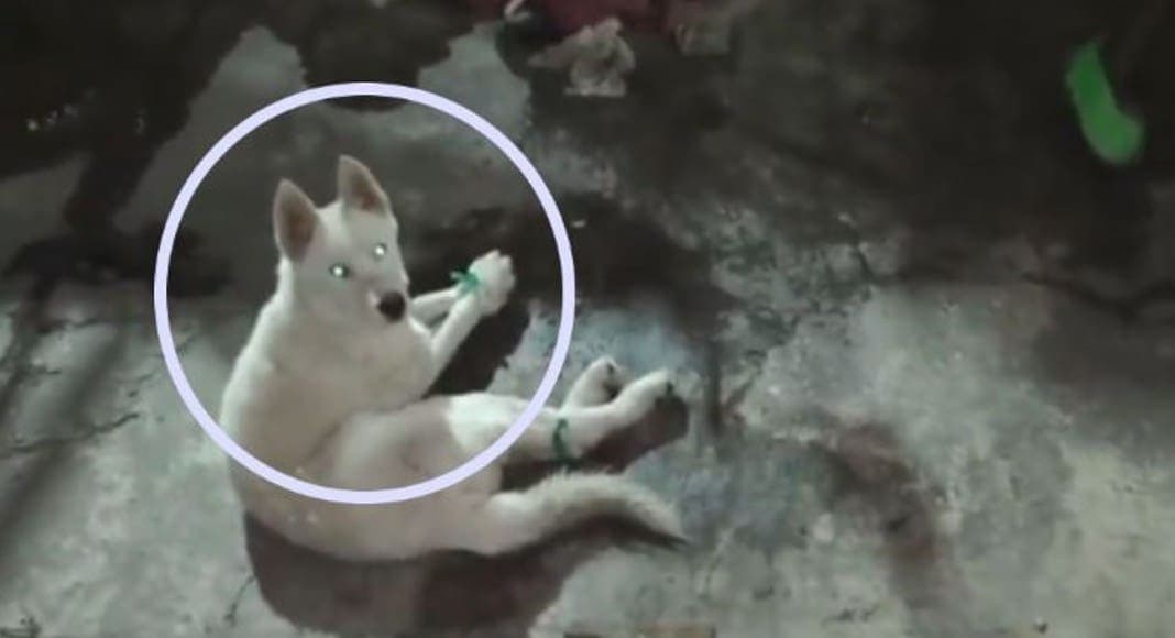 Video: Perro es amarrado del hocico y las patas en Azcapotzalco, Cdmx