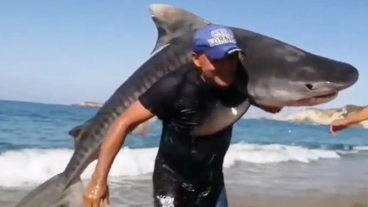Video: Hombre atrapa con sus manos a un tiburón tigre en Michoacán