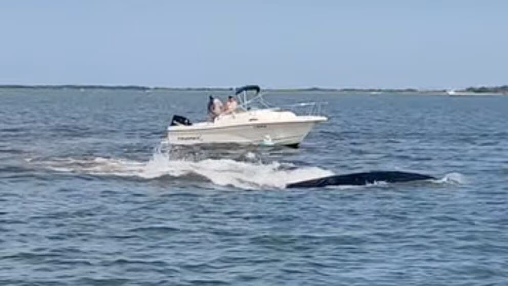 Video: Muere ballena de seis metros tras chocar con una embarcación en Nueva Jersey