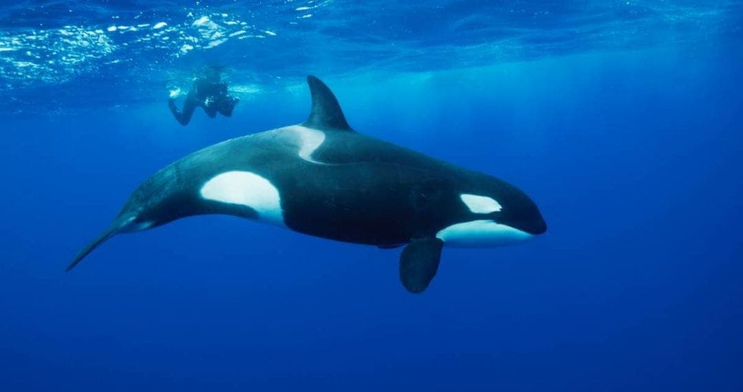 Nado con orcas en Baja California Sur ya es oficial; científicos se oponen
