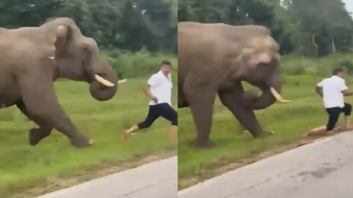 Video: Turista es atacado por un elefante tras intentar tomarse una selfie en India