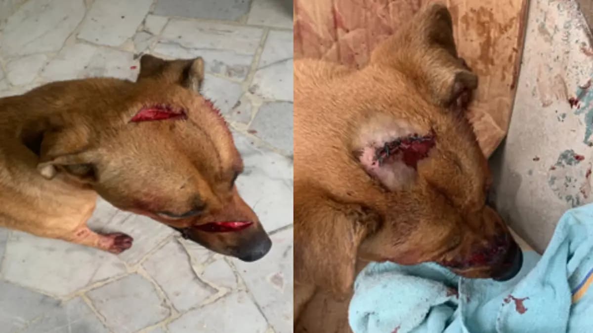 Sujeto ataca con machete a un perrito por comerse una gallina en Culiacán, Sinaloa