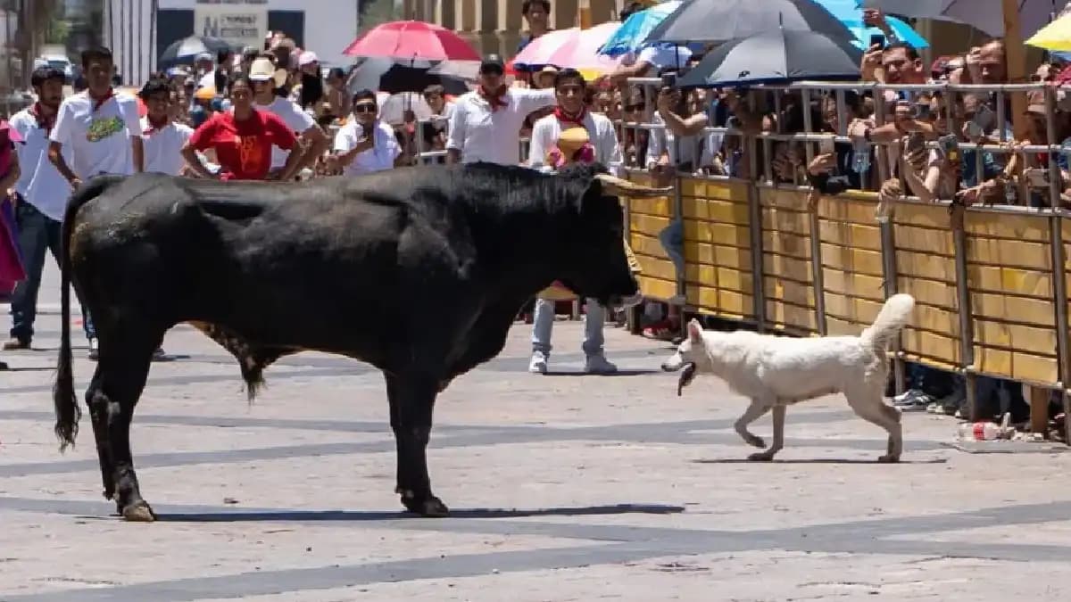 Video: Muere perrito tras ser embestido por un toro en Aguascalientes