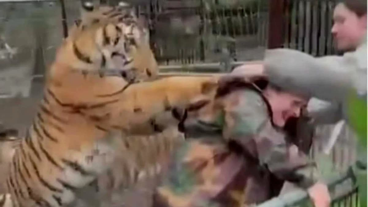 Video: Tigre ataca a veterinaria en un parque en Jalisco