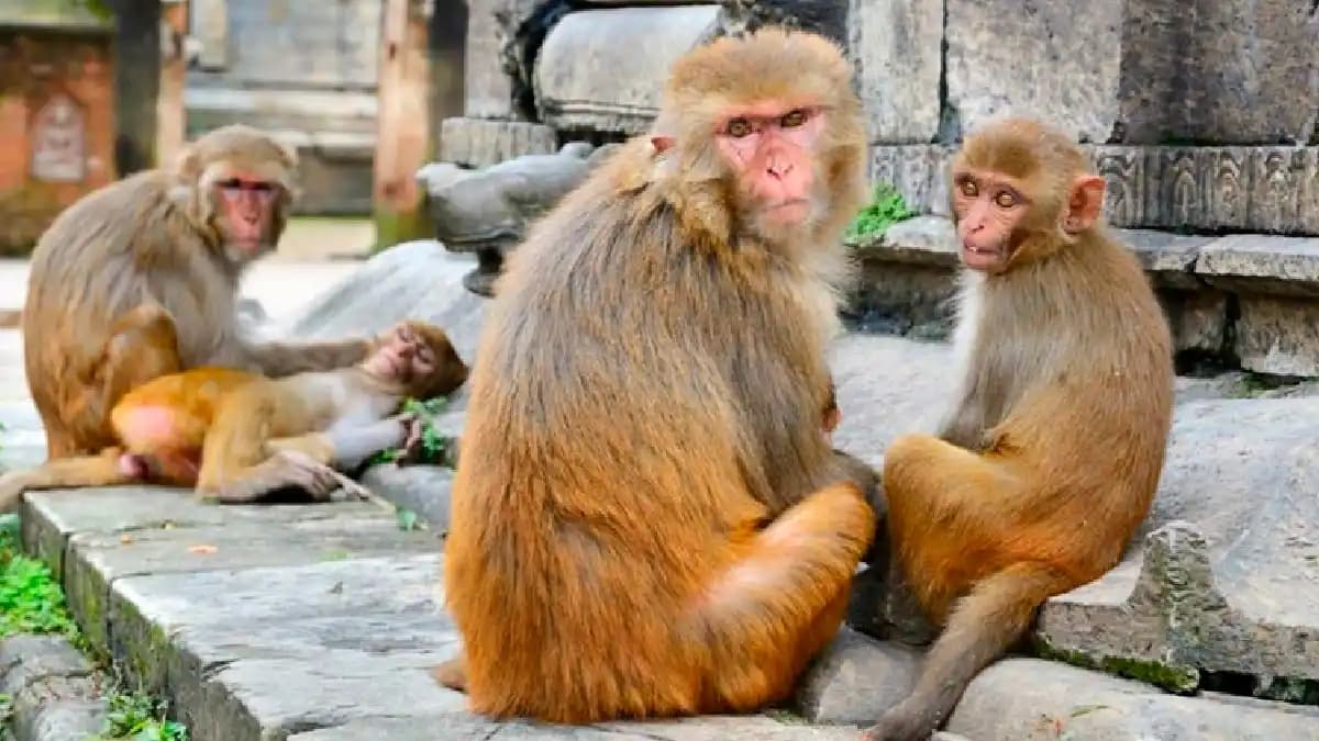 Muere bebé tras ser lanzado por monos a un tanque de agua en India