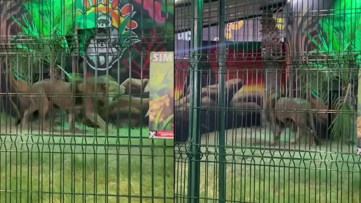 Video: Denuncian maltratos contra animales en una feria en Mexicali, Baja California