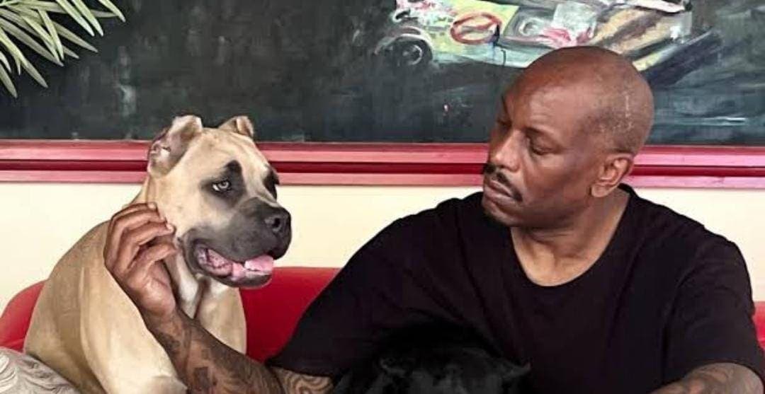 Arrestan a Tyrese Gibson, actor de “Rápidos y Furiosos”, tras ser acusado de crueldad animal