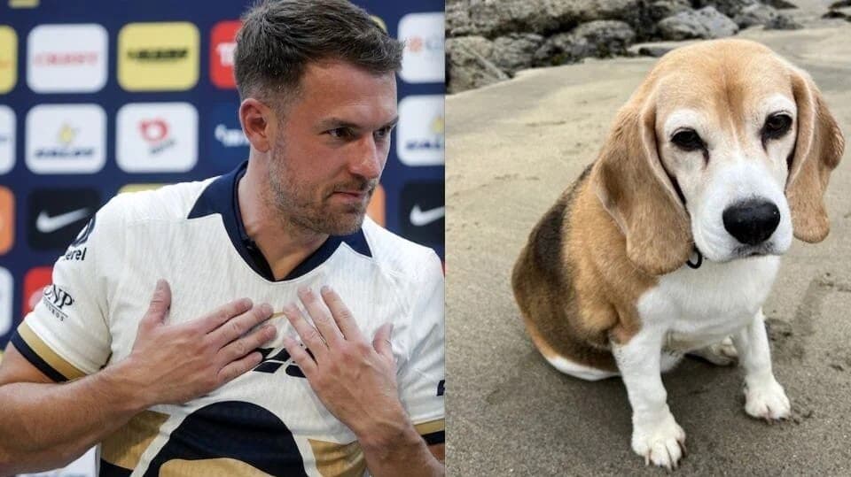 Futbolista galés Aaron Ramsey pide ayuda para encontrar a su perro en San Miguel de Allende, Guanajuato