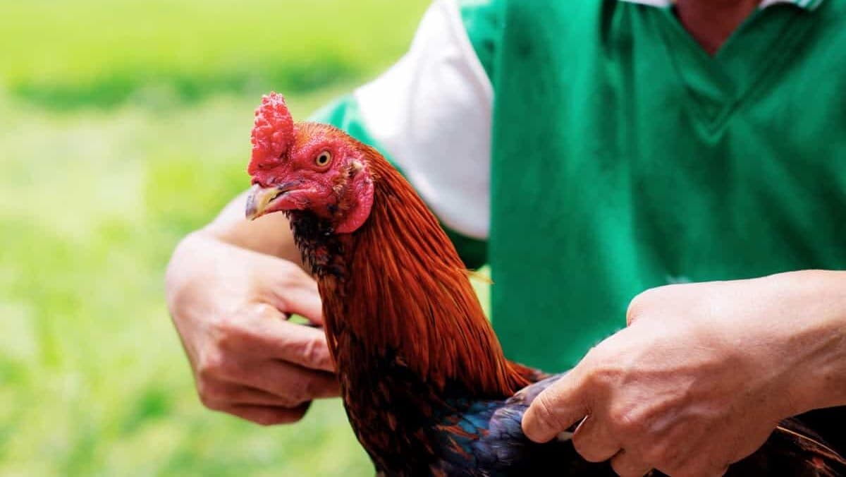 Video: Sujeto muere tras ser atacado por su propio gallo de pelea en Perú