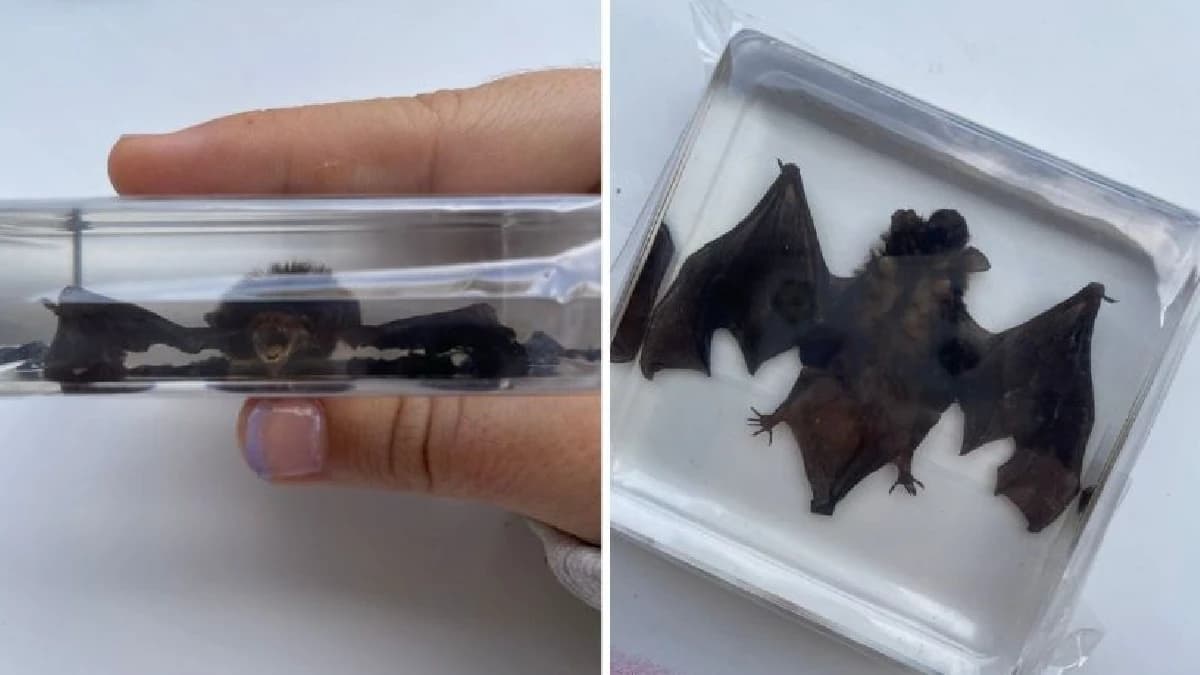 Joven de España compra figura de murciélago en Shein y recibe uno real encapsulado