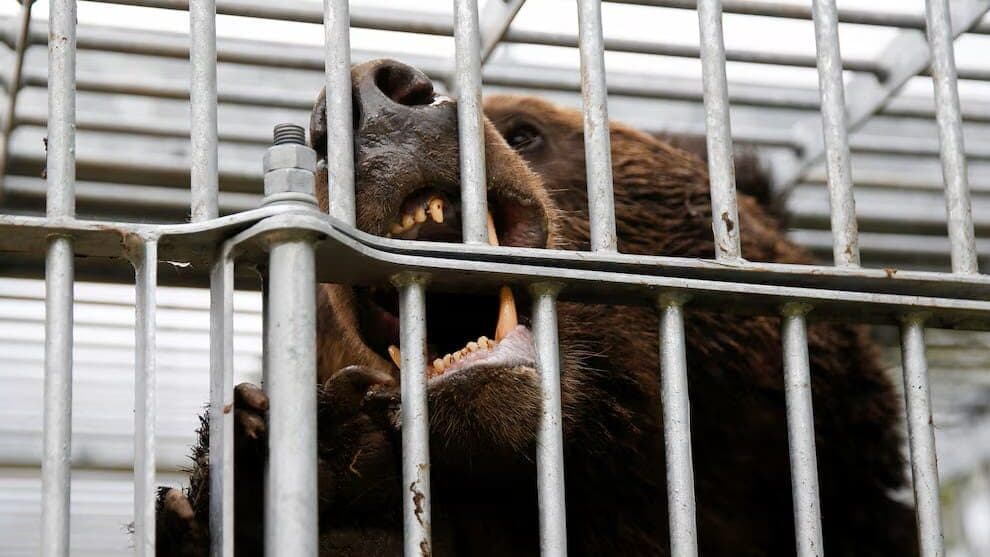 Video: Oso detiene por más de tres horas las operaciones de un aeropuerto en Japón