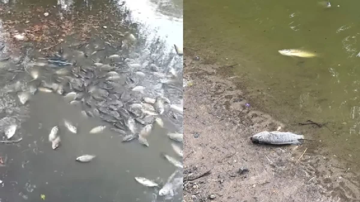 Mueren cientos de peces tras fuga de aguas negras en un parque en Monterrey, Nuevo León