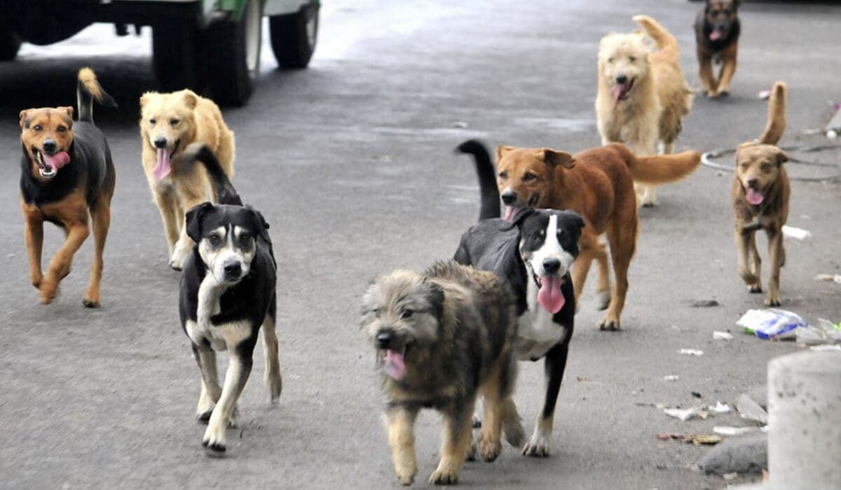 Perros bajo amenaza: crecen las infecciones por gusano barrenador en México