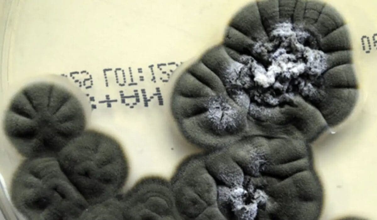 Hongo de Chernóbil podría convertirse en un escudo natural contra la radiación en el espacio