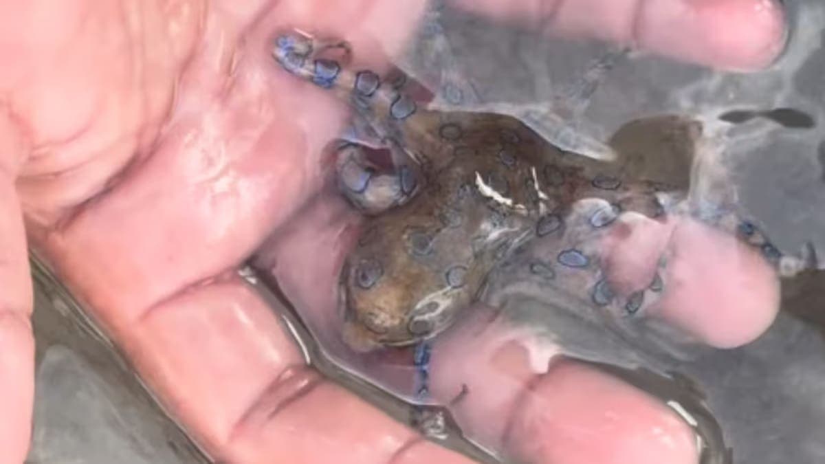 Video: Turista sostiene a un pulpo de anillos azules en Filipinas, es el más venenoso del mundo