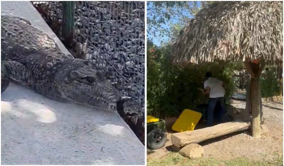 Video: Exhiben posible maltrato animal en atracción con cocodrilos del Bioparque de Monterrey, Nuevo León