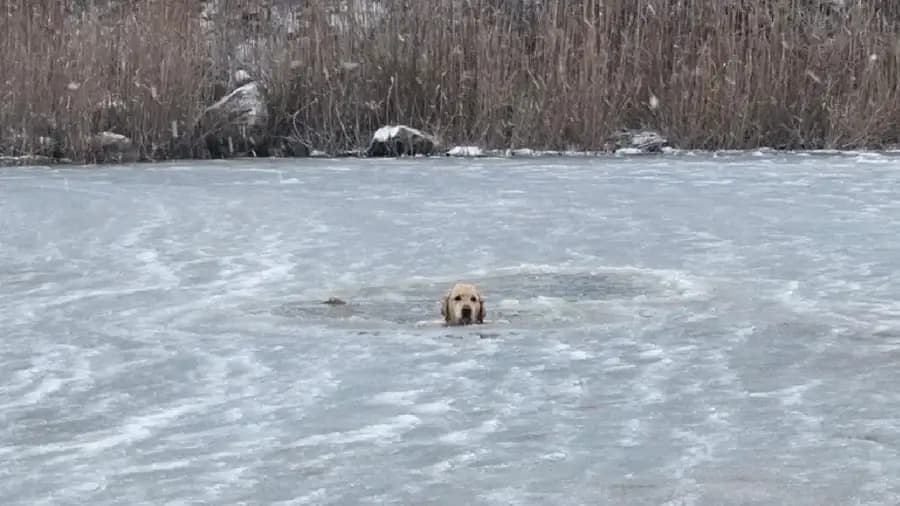 Video: Rescatan a perrito atrapado en un estanque helado en Phoenix, Estados Unidos