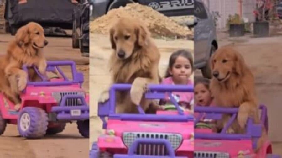 Video: Niña pasea a su Golden en su Jeep y el perrito se convierte en el mejor copiloto