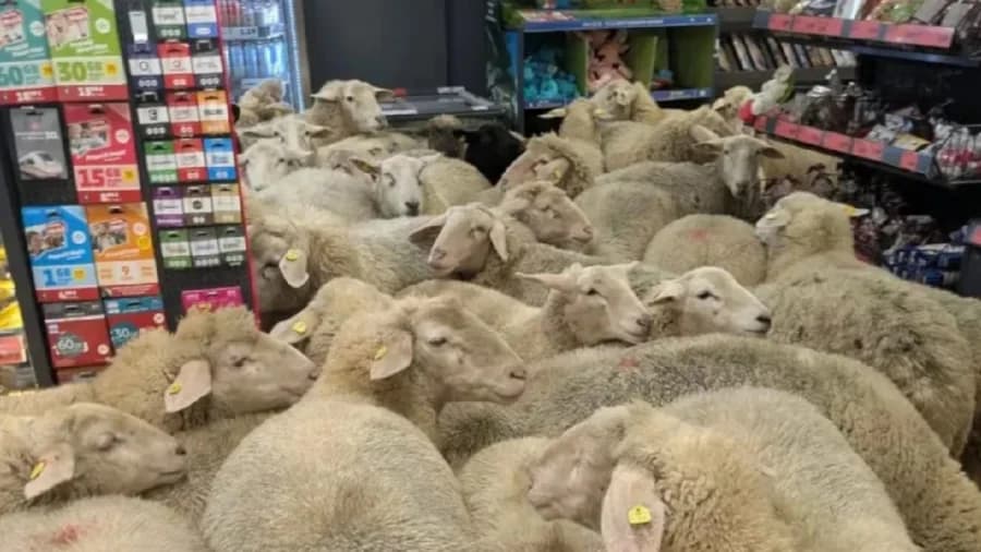 Video: Ovejas invaden un supermercado en Alemania