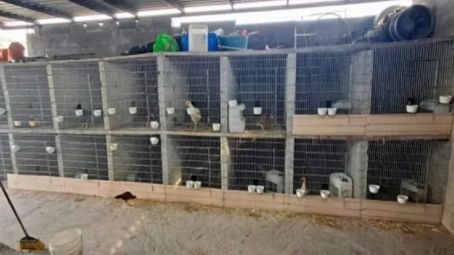 Rescatan 27 gallos utilizados para peleas clandestinas en Monterrey, Nuevo León