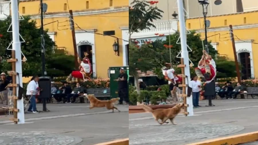 Video: Perrito persigue a volador de Papantla durante espectáculo en Tequila, Jalisco