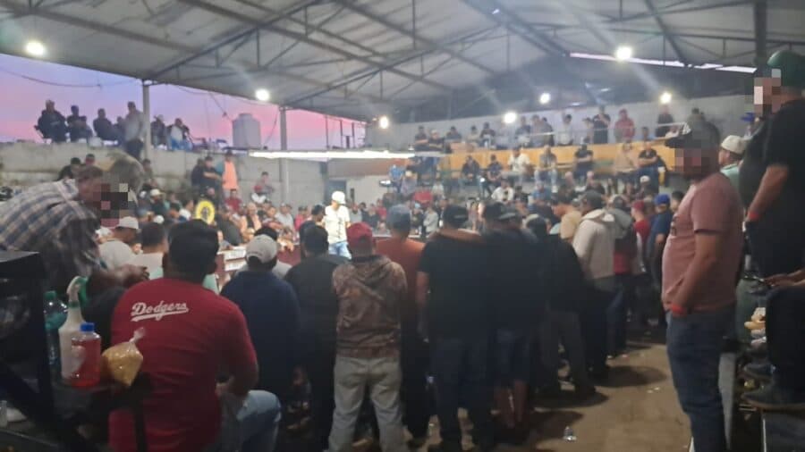 Clausuran palenque clandestino de peleas de gallos en Zamora, Michoacán y desalojan a 250 personas