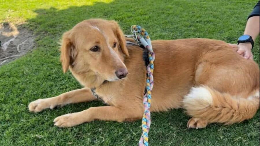Denuncian que una perrita fue abusada en Argentina