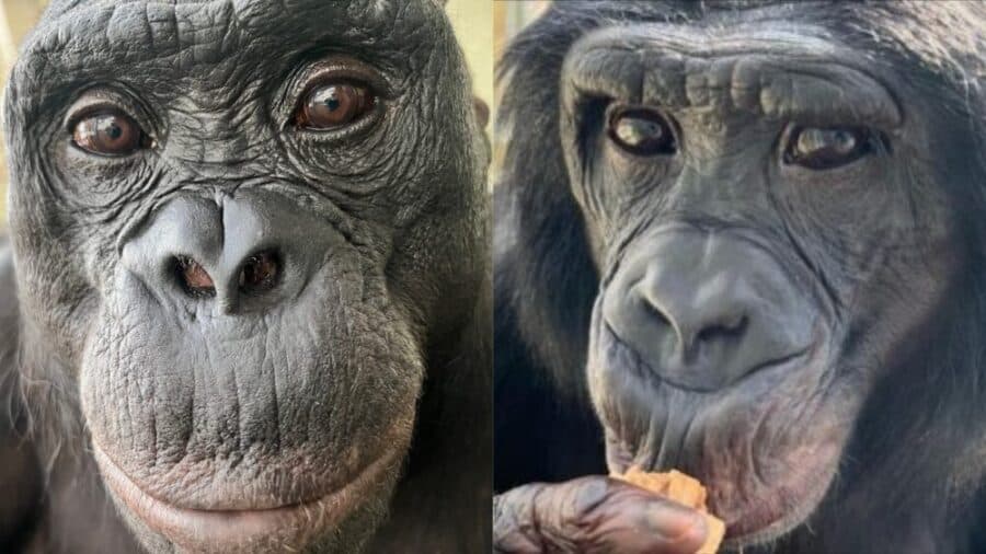 Científicos demuestran que los simios también usan la imaginación