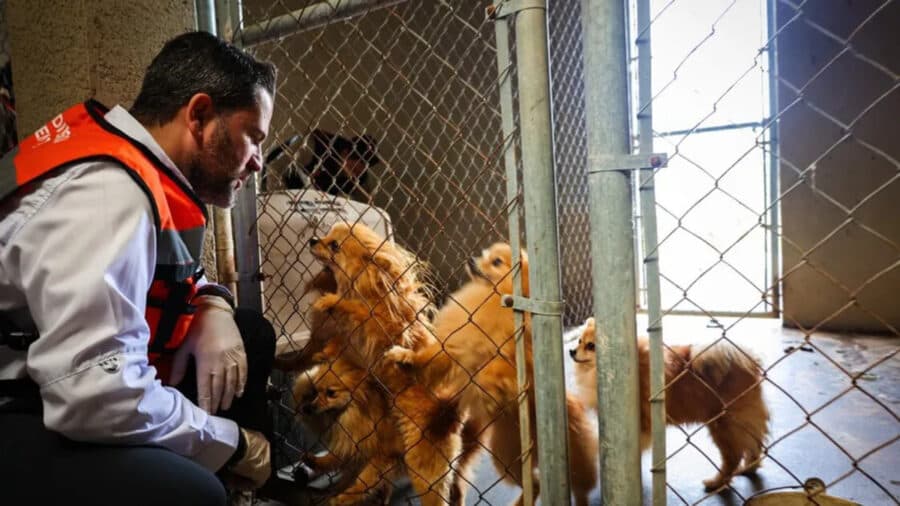 Rescatan 56 perritos de criadero ilegal en Juárez, Nuevo León