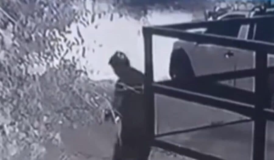 Video: Vendedores ambulantes asesinan a perro a golpes en Nuevo León