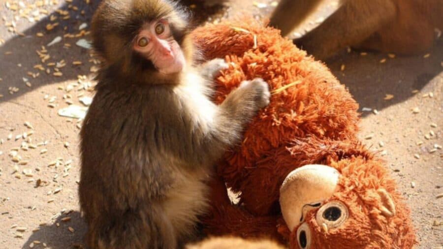 Video: "Punch", mono que fue rechazado por su madre, recibe su primer abrazo en Zoológico de Japón