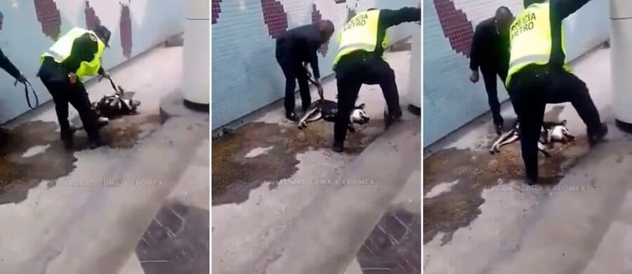 Video: Rescatan a perrito que se encontraba en las vías de la Línea 8 del Metro de CDMX