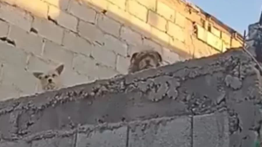 Denuncian abandono de perritos en una azotea en Torreón, Coahuila