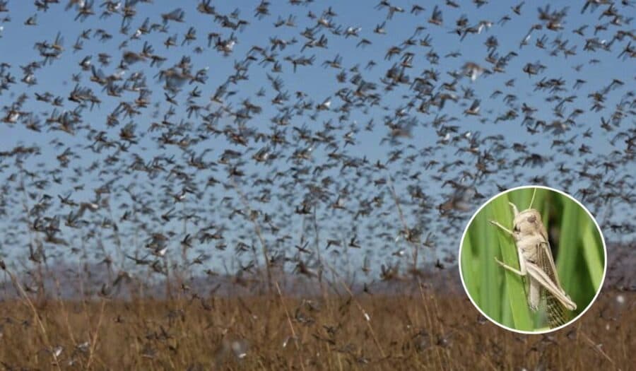 Video: Enjambre de langostas sorprende a turistas en Teguise, España
