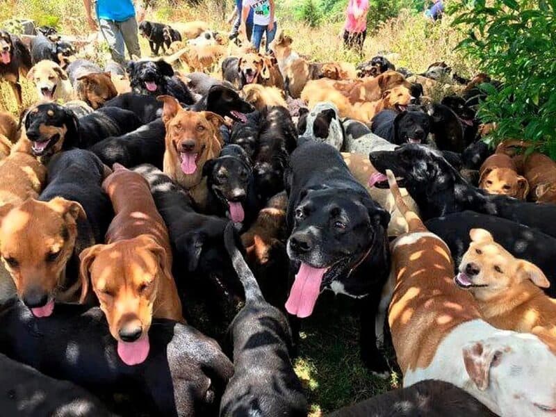 Detienen en Brasil a joven de 19 años por matar a 100 perros durante una transmisión en vivo