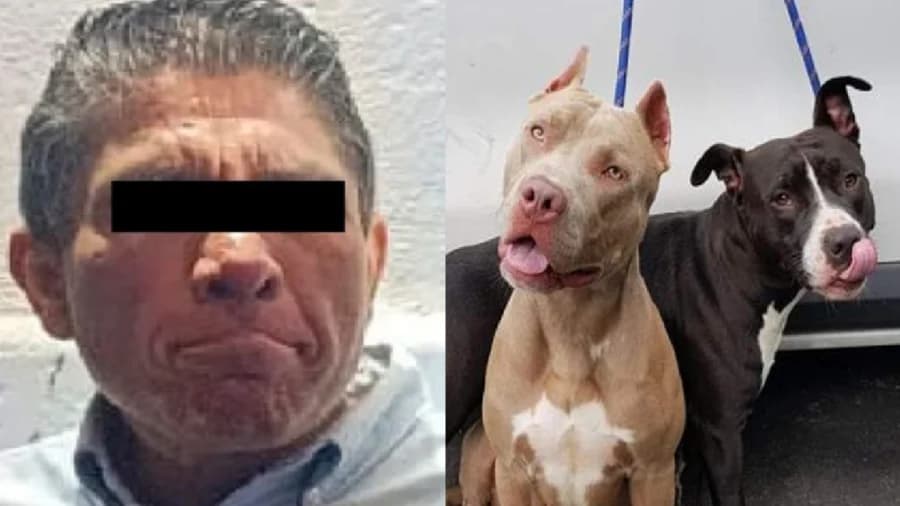 Detienen a sujeto que apuñaló a dos perros pitbulls en Iztapalapa, Cdmx