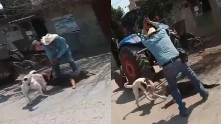 Video: Sujeto ataca a un perrito con machete en Hidalgo