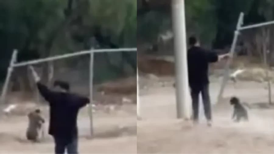 Video: Sujeto golpea a perrito contra el suelo en Aguascalientes