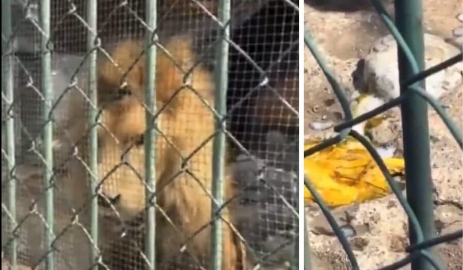 Video: Profepa investiga caso donde león vomitó parásitos en el zoológico de Nezahualcóyotl, en Edomex