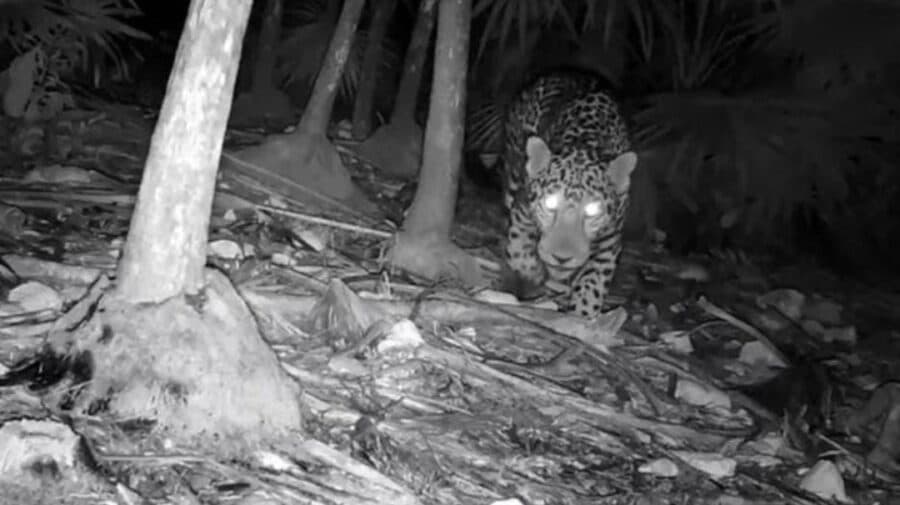 Video: Cámaras trampa de Conanp captan a un jaguar cerca del Parque Nacional Tulum