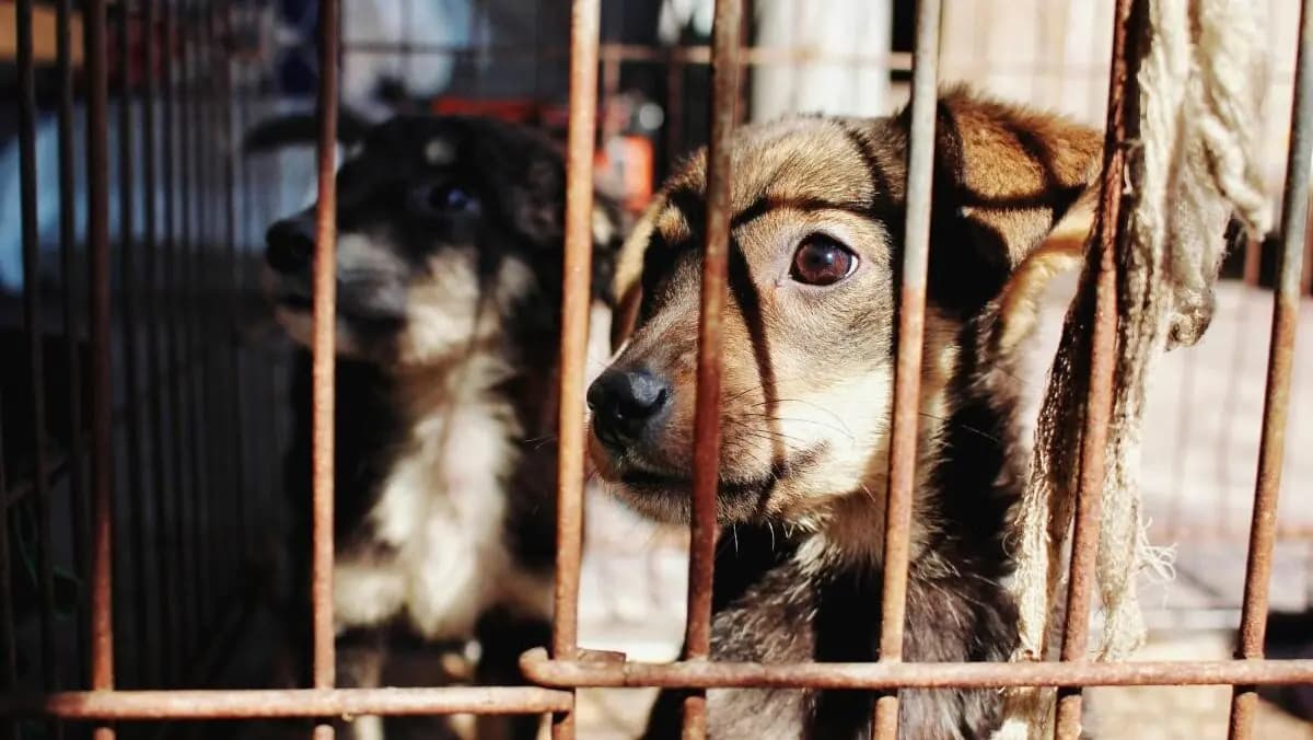 Video: Rescatan más de 700 perros y gatos hacinados en refugio insalubre en Los Ángeles, Estados Unidos