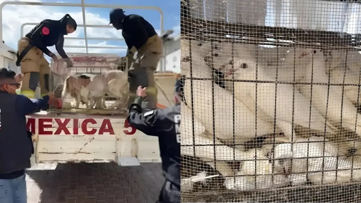 Rescatan a más de 700 animales hacinados en una vivienda vinculada a “Los 300” en Ecatepec, Edomex