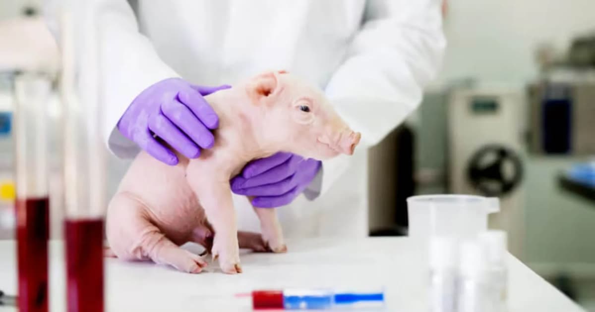 Fabrican esófago para que cerdos puedan tragar en Inglaterra